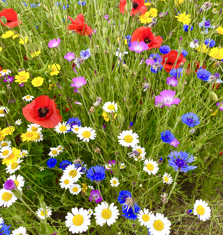 Cornfield Annuals Wildflower Seeds LW9P 100%